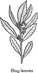 Bay leaf herb spice leaves stem twig branch stick packaging ingredient cuisine medicine treatment cooking engraving hand drawn illustration black white isolated vintage line sketch silhouette graphic