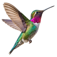 colorful hummingbird isolated on transparent background.