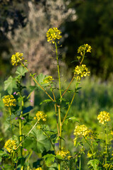 Wild mustard scientific name Brassica with a blurred natural background in northern Israel.
