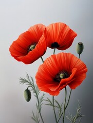 Obraz premium Vibrant Red Poppies - Three red poppies in full bloom, with buds, against a soft gray background. A stunning botanical