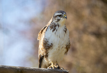 Mäusebussard