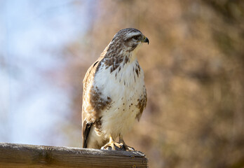 Mäusebussard