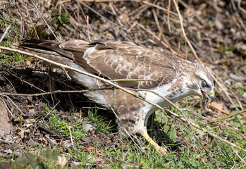 Fototapeta premium Mäusebussard