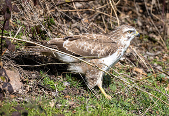 Mäusebussard