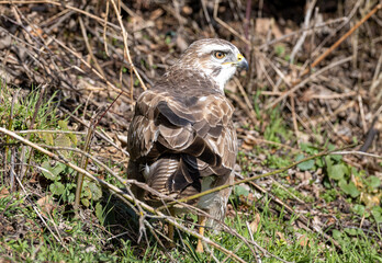 Mäusebussard