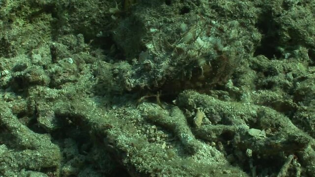 The devil scorpionfish (Inimicus didactylus) creeps along the ocean floor, relying on its pectoral fins. With lethal spines and near-invisible camouflage, it is a master of stealth and surprise.