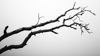 Monochrome branch of dead tree picture