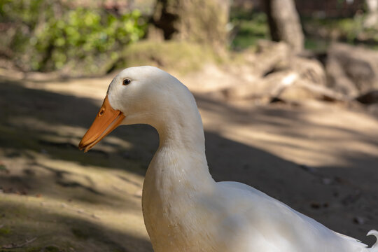 White duck exploring a sunny park area near a pond in afternoon light