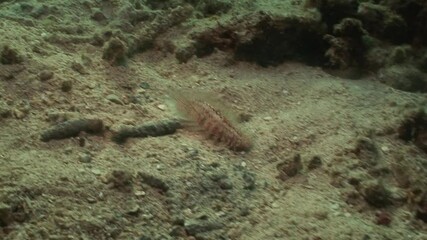A fire worm (Hermodice carunculata) moves across the ocean floor. This venomous bristle worm has sharp, toxic bristles that cause intense pain and irritation if touched. 