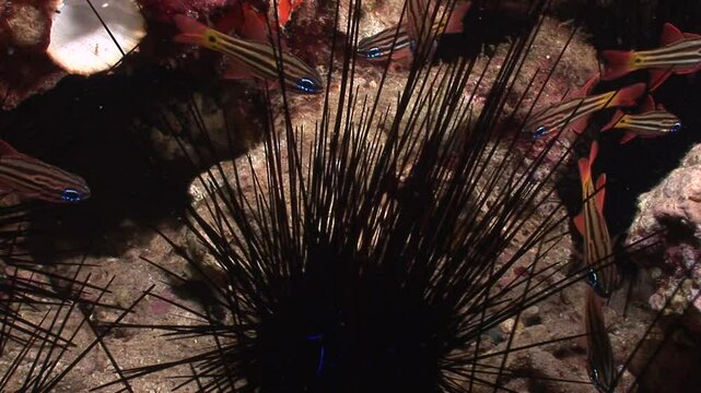 A school of cardinalfish (Apogonidae) shelters among the long venomous spines of a sea urchin (Diadema setosum). This defensive behavior helps them evade predators in the reef. 