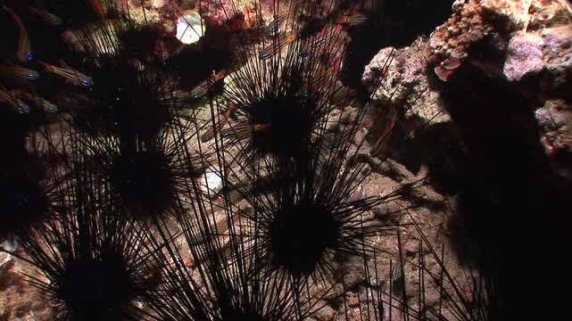 A school of cardinalfish (Apogonidae) shelters among the long venomous spines of a sea urchin (Diadema setosum). This defensive behavior helps them evade predators in the reef. 