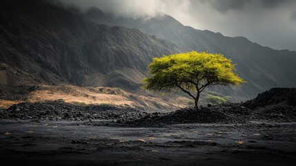 A lone tree among the parched earth