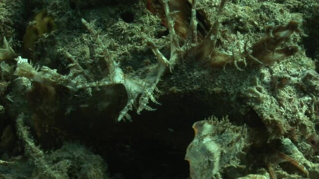 Close up on the venomous spines of a devil scorpionfish (Inimicus didactylus) crawling along the seabed, using its pectoral fins for movement. 
