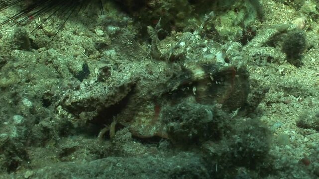 A venomous devil scorpionfish (Inimicus didactylus) advances across the seabed, walking on its pectoral fins. Its cryptic coloration and sharp spines make it an efficient ambush hunter.