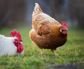 Two chickens foraging in green pasture during early morning