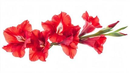 Vibrant red gladiolus flower on white