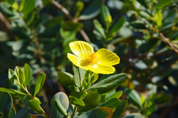 Four-petal St. John’s wort yellow blossom