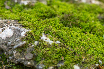 Lush green moss covering stones in a serene natural setting during daytime