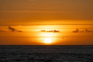 Golden sunset casting warm light over calm ocean waters, seabird gliding silently above tranquil coastal landscape in punta faxilda, sardinia, italy