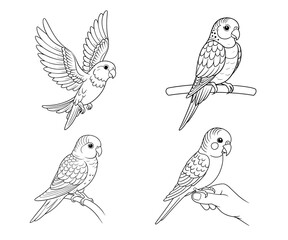 set of vector birds & coloring page
