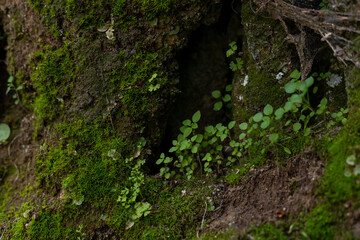 Green plants thriving on a moss-covered surface in a shaded forest environment