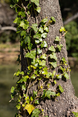 Ivy climbing an old tree by the water in a serene natural setting near midday