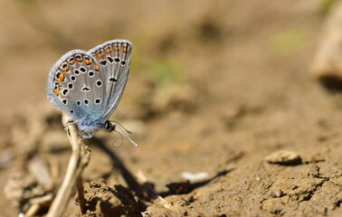  Plebejus Zephyrinus 1282