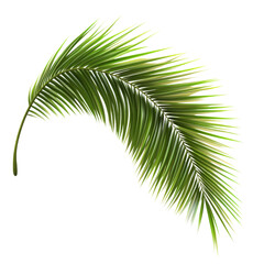 Obraz premium Stunning Palm Leaf Illustration . Transparent background PNG