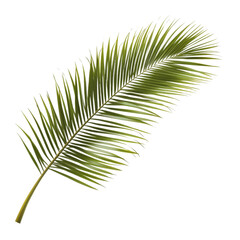 Obraz premium Stunning Palm Leaf, Lush Green Tropical Beauty . Transparent background PNG
