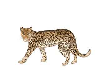 Fototapeta premium Illustration of jaguar in front of a white background