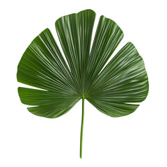 Stunning Tropical Leaf Design . Transparent background PNG