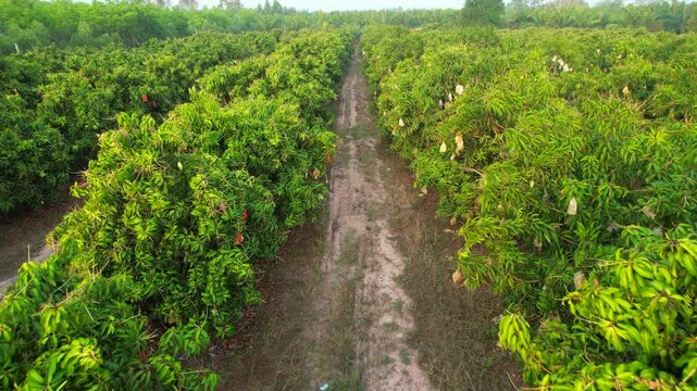 Mango orchards are bearing fruit in the early morning in Thailand.