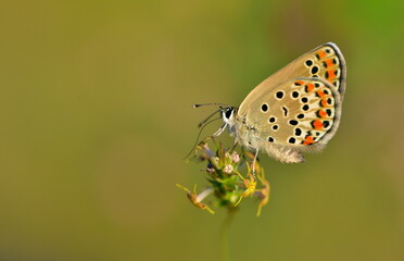  Plebejus carmon 1283