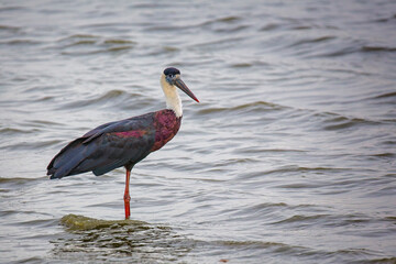 Close up of a white necked stork standing in lake in Sri Lanka