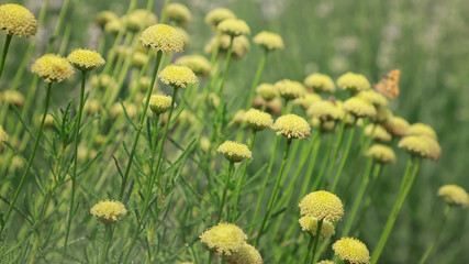 Spring harmony of nature in yellow flowers and lush greenery with insects