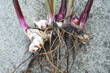 Canna rhizomes with roots, closeup