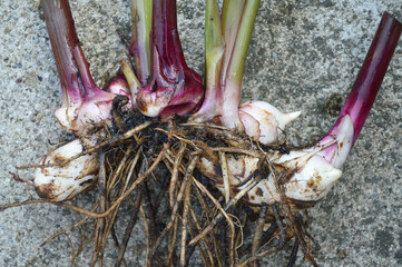 Canna rhizomes with roots, closeup