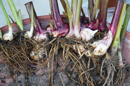 Canna rhizomes with roots, closeup
