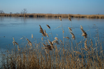 reeds in the water
