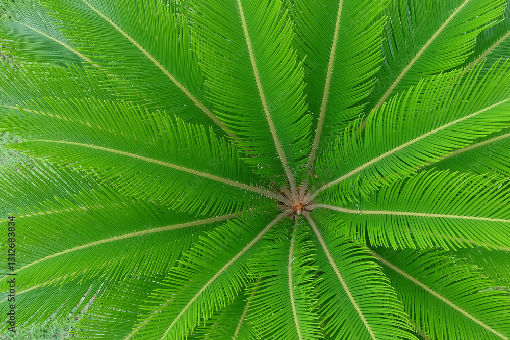 Poster top view background of abstract pattern and texture of green fern leaves.ecology and environment con