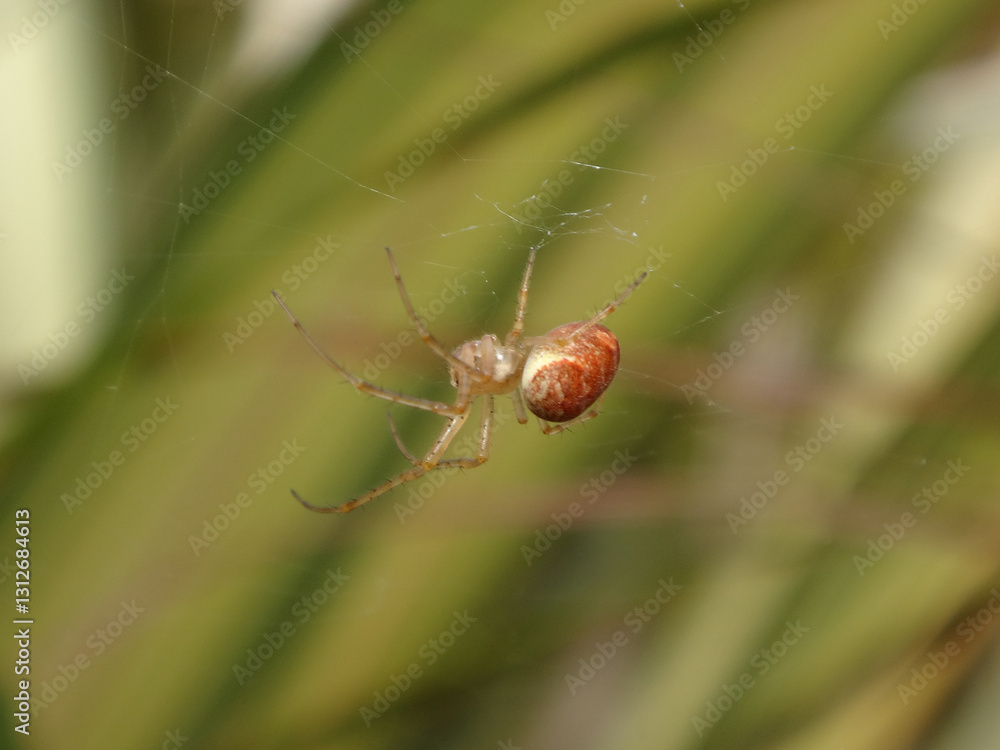 Wall mural the lesser garden spider (metellina segmentata s.l.), also known as the common garden orb weaver, be
