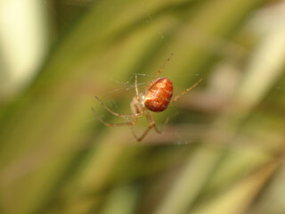 The lesser garden spider (Metellina segmentata s.l.), also known as the common garden orb weaver, beautiful orange coloured female in her web