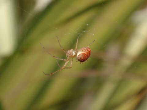 The lesser garden spider (Metellina segmentata s.l.), also known as the common garden orb weaver, beautiful orange coloured female in her web