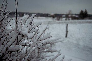 snow covered trees