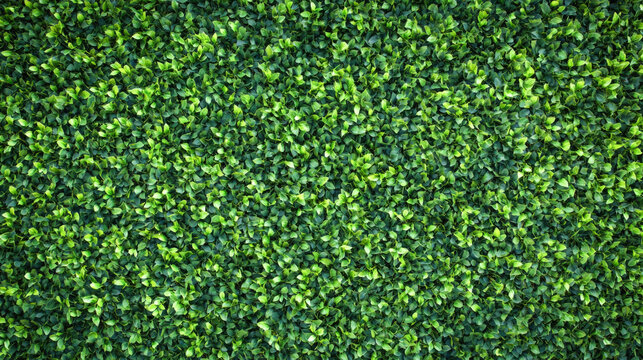 Vibrant green leafy hedge texture with dense foliage