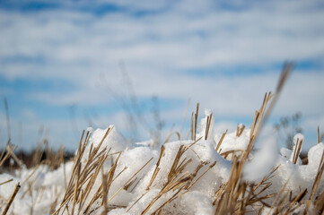 reeds in the wind