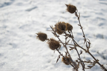 dry thistle in the sky