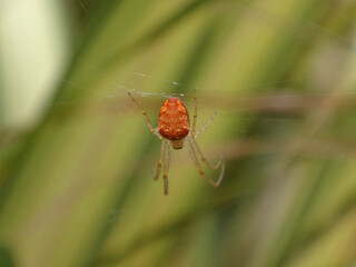The lesser garden spider (Metellina segmentata s.l.), also known as the common garden orb weaver, beautiful orange coloured female in her web