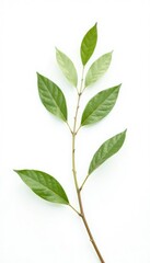Fototapeta premium Delicate branch with leaves isolated on white background, plant, slender, thin