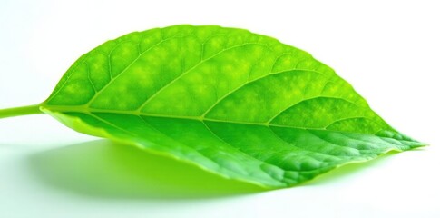 Obraz premium Fresh green leaf isolated on white background, foliage, isolate, garden